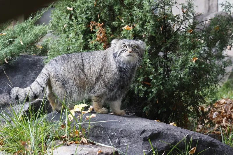 モスクワ動物園のティモフェイの写真
