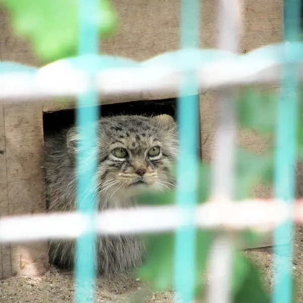 マクデブルク動物園のマヌエラの写真
