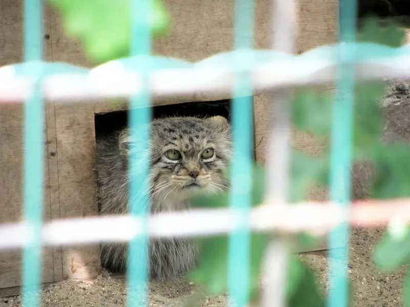 マクデブルク動物園のマヌエラの写真