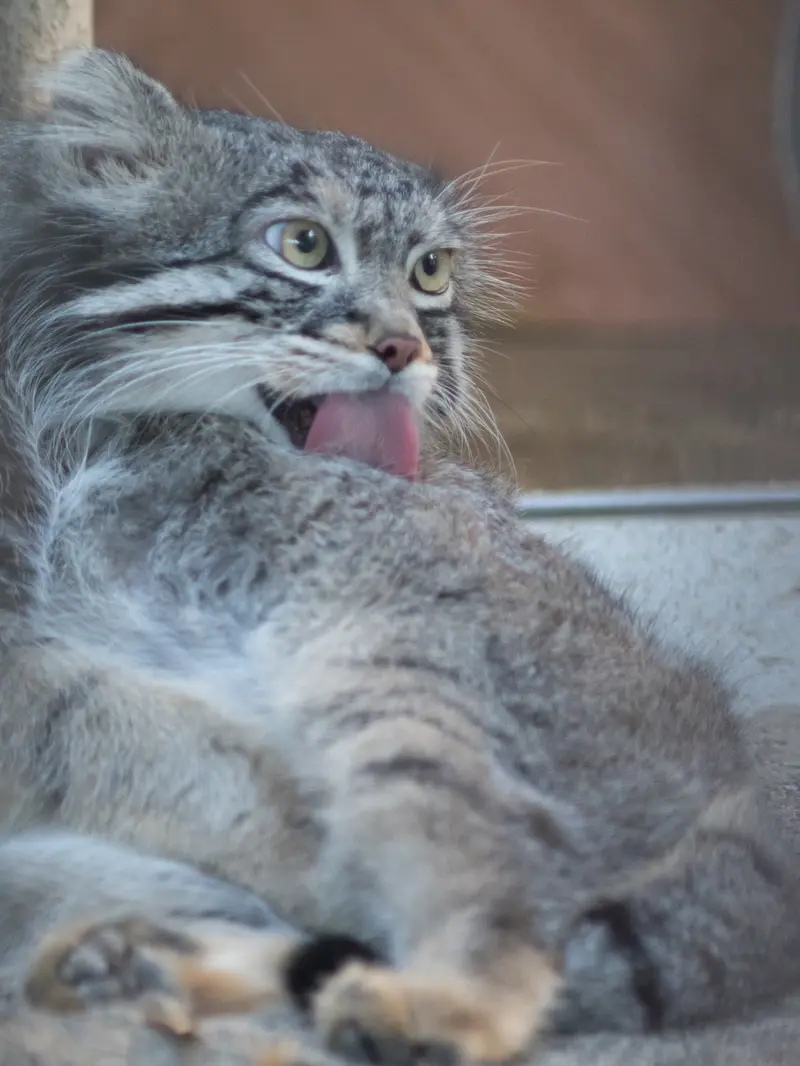 野毛山動物園のフィーガの写真