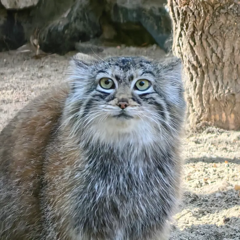 ノヴォシビルスク動物園のアーニャの写真