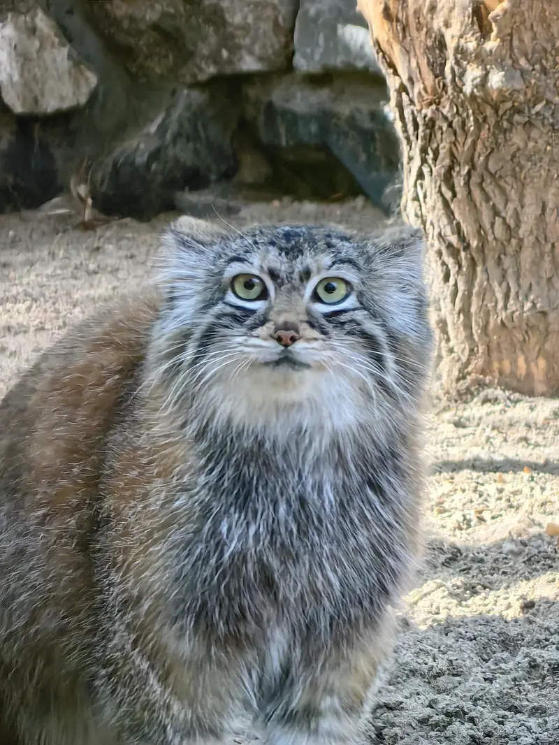 ノヴォシビルスク動物園のアーニャの写真