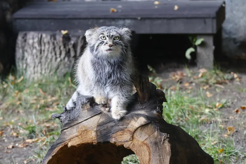 モスクワ動物園のティモフェイの写真
