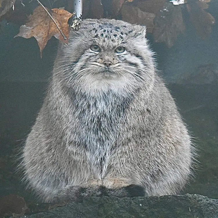 ティアパーク・ベルリンのマネキーネコの写真