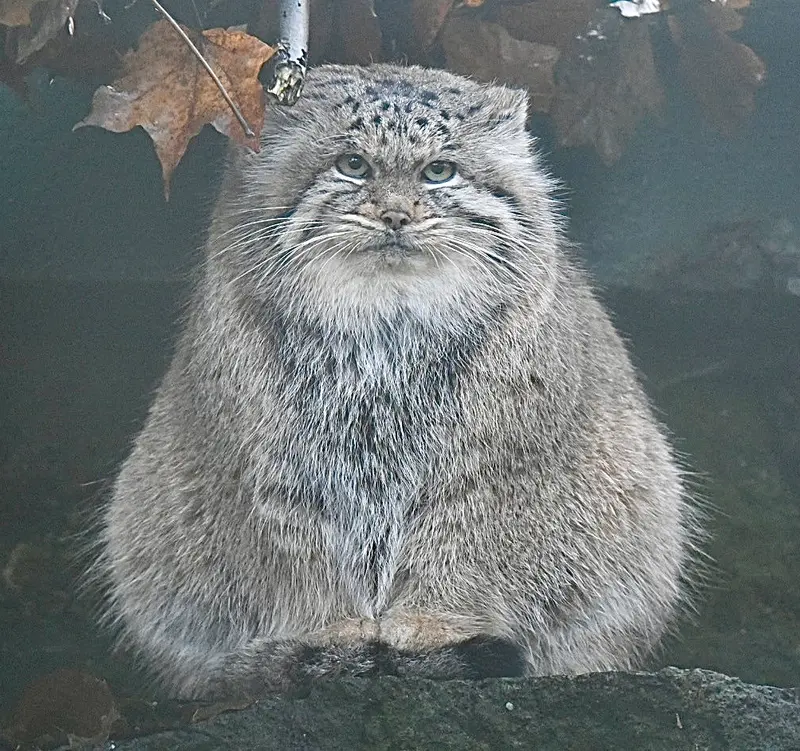 ティアパーク・ベルリンのマネキーネコの写真
