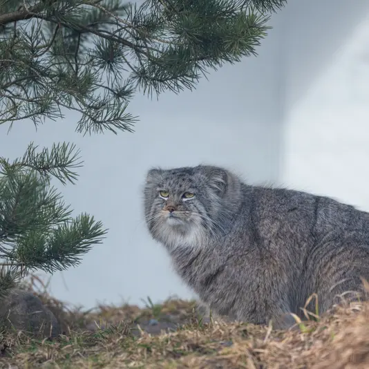 コルケアサーリ動物園のアルカスの写真