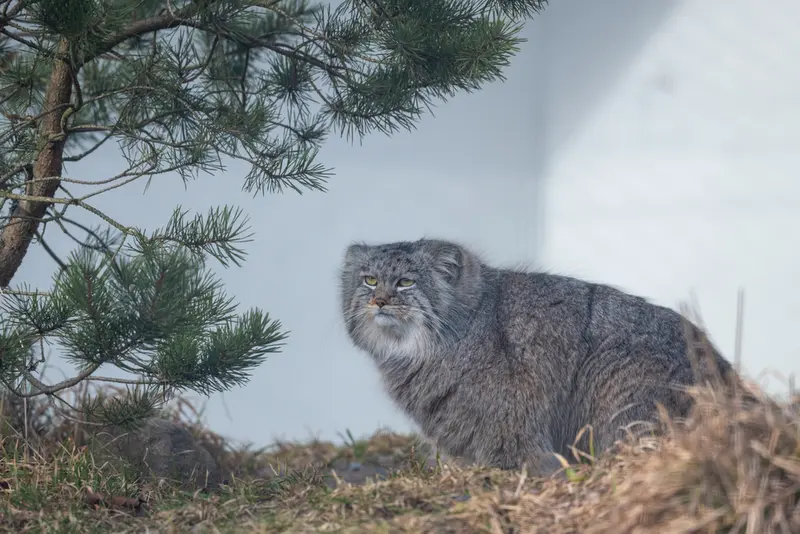 コルケアサーリ動物園のアルカスの写真
