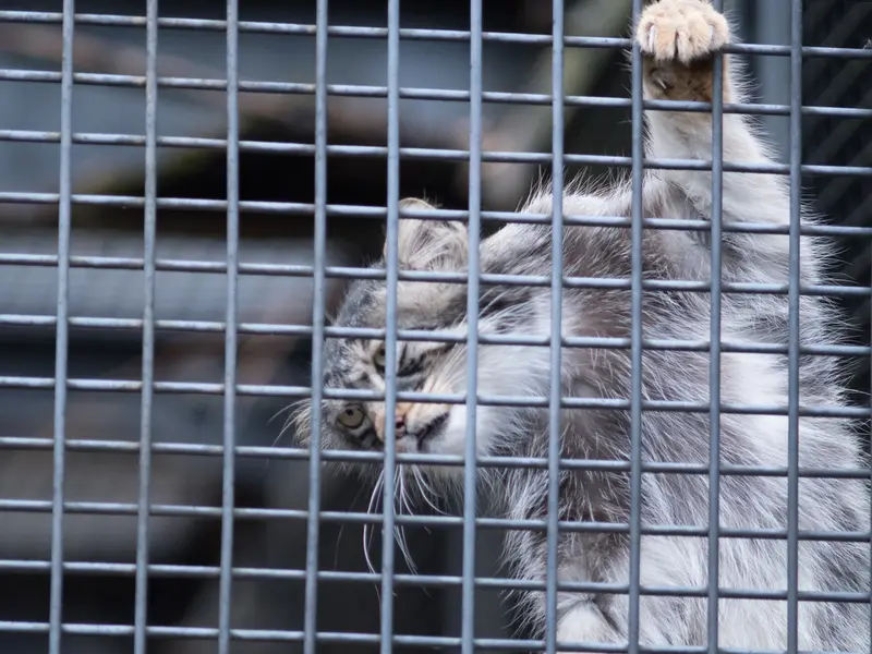 旭山動物園のヒデの写真