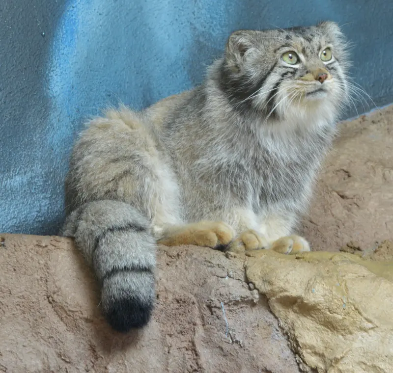 バーミングハム動物園のバタールの写真