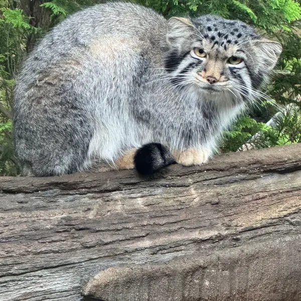 那須どうぶつ王国のナゴムの写真