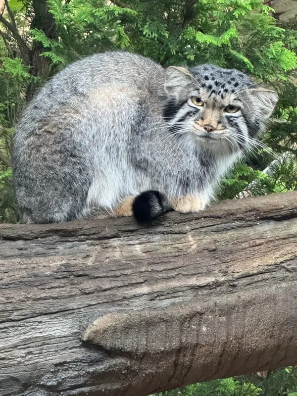 那須どうぶつ王国のナゴムの写真