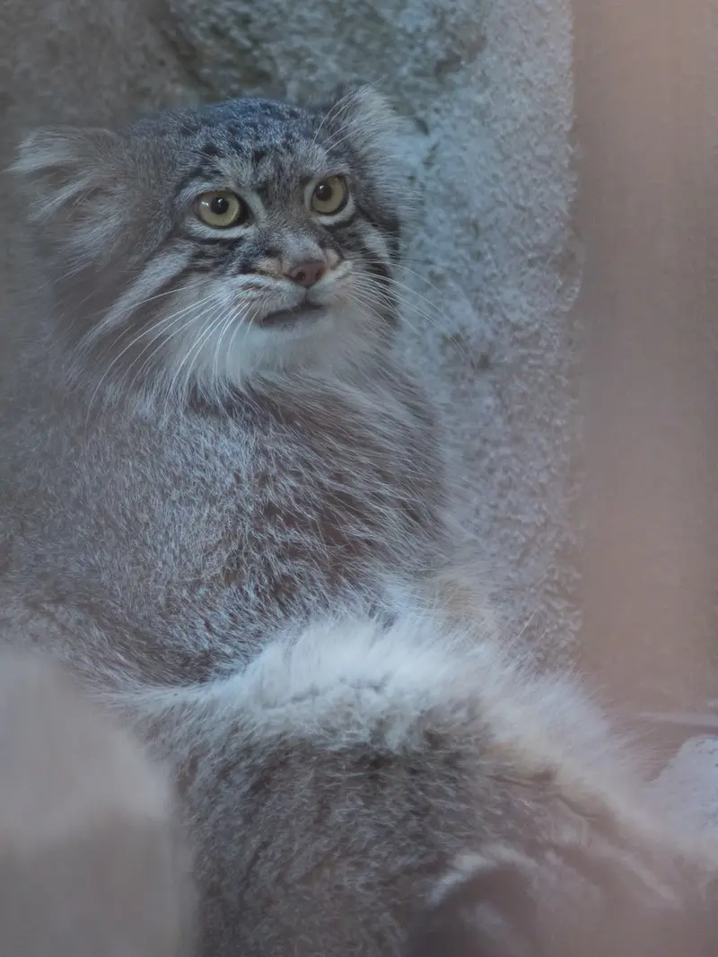 野毛山動物園のフィーガの写真