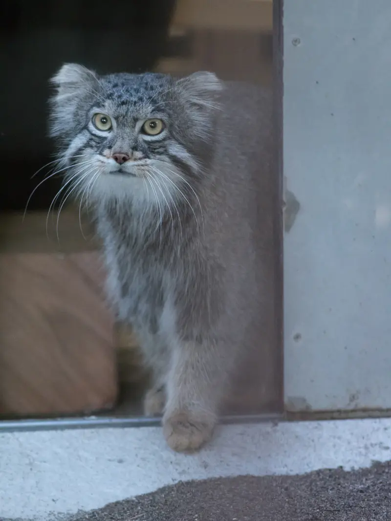 野毛山動物園のフィーガの写真