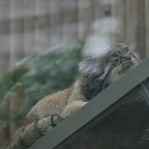 神戸どうぶつ王国のマヌルネコの写真