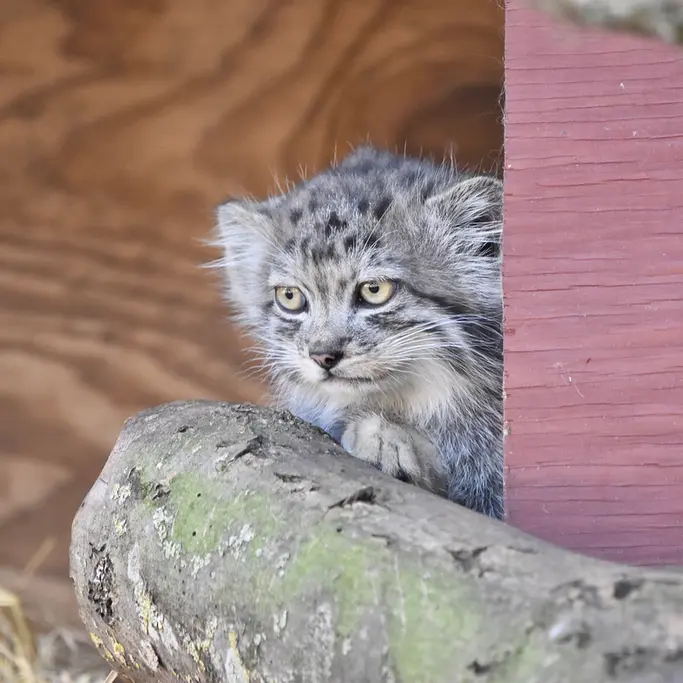 バナム動物園のマヌルネコの写真