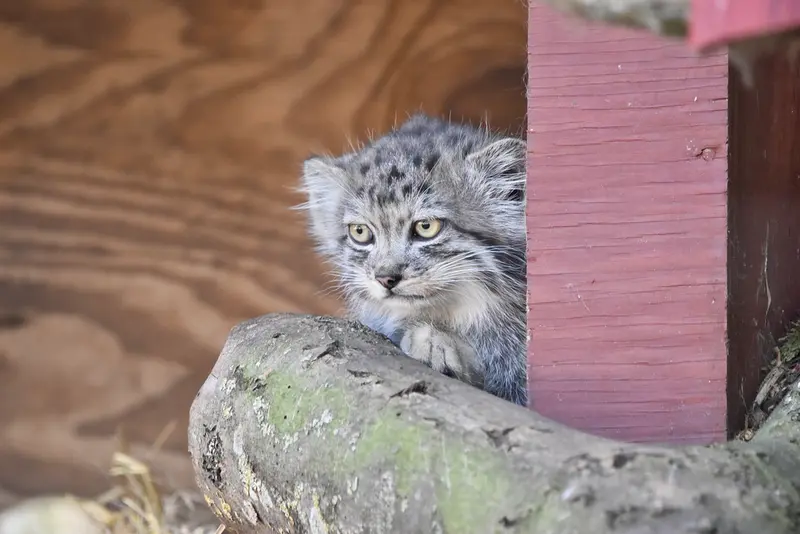 バナム動物園のマヌルネコの写真