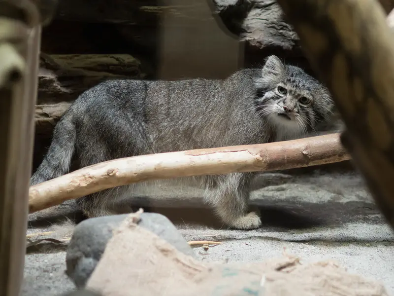 恩賜上野動物園のクリョンの写真