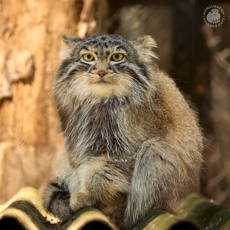 ノヴォシビルスク動物園のラッキーの写真