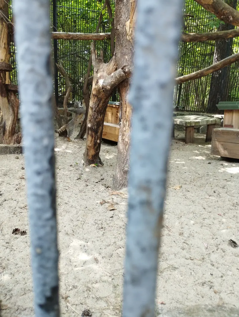 ノヴォシビルスク動物園のマヌルネコの写真