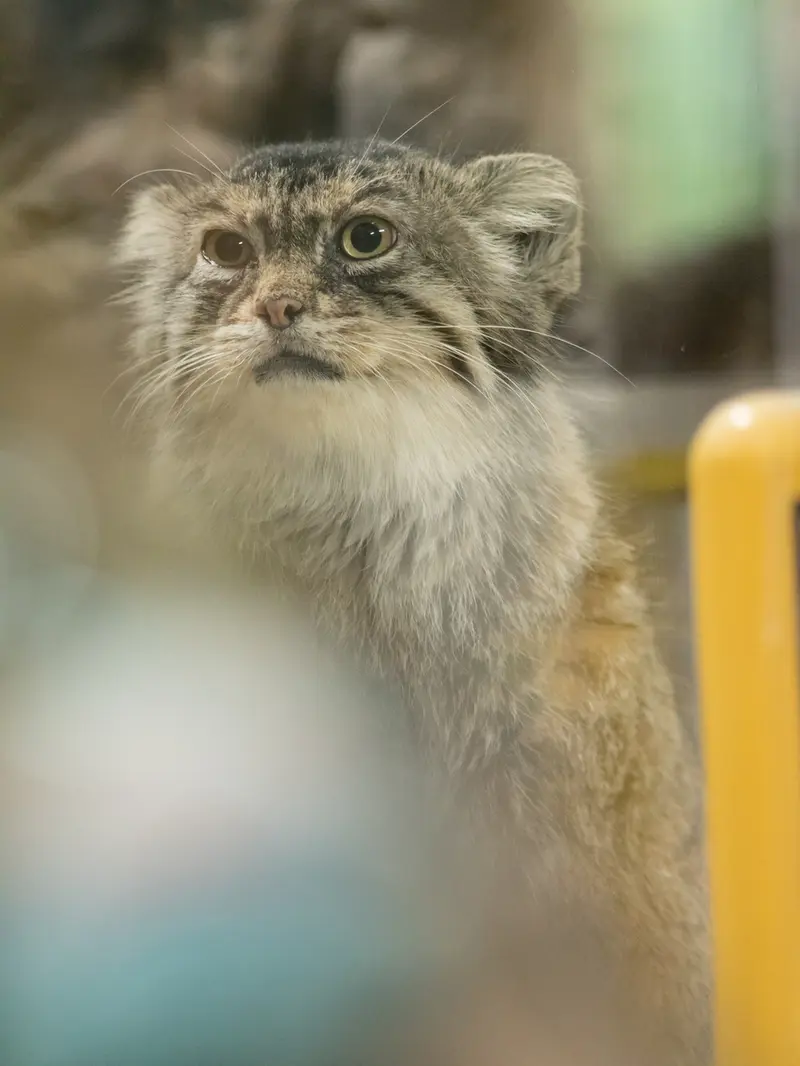 恩賜上野動物園のプリームラの写真