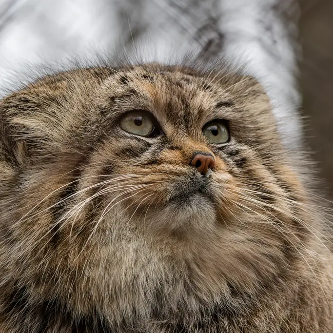 ブルノ動物園のマヌの写真