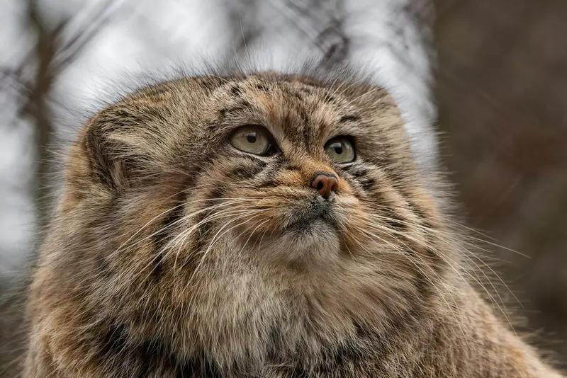 ブルノ動物園のマヌの写真