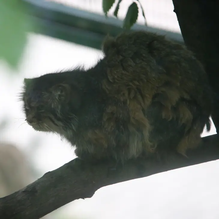 ウッチ動物園のパッツォの写真