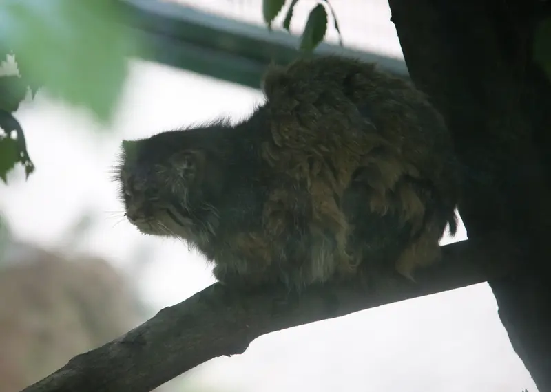 ウッチ動物園のパッツォの写真