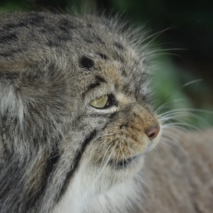 ブダペスト動物園＆植物園のボフスの写真