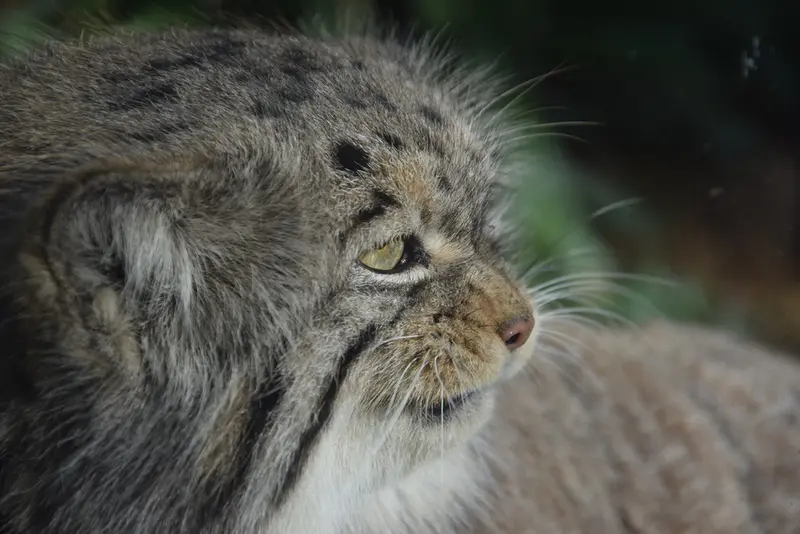 ブダペスト動物園＆植物園のボフスの写真