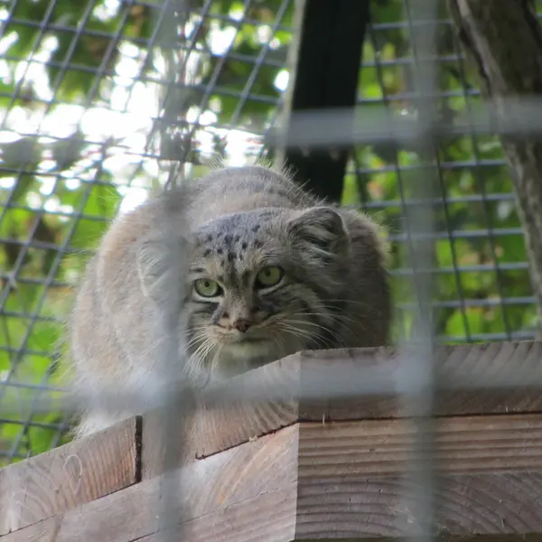 ザールブリュッケン動物園のカール・ハインツの写真