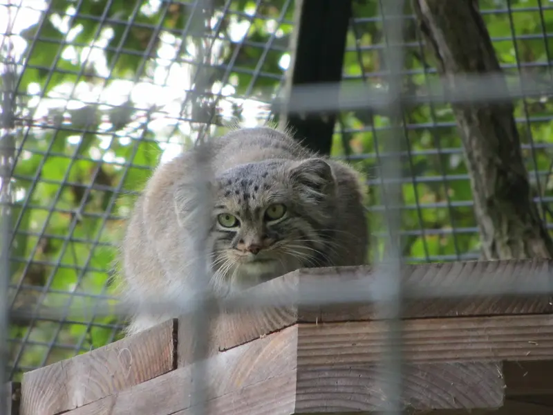 ザールブリュッケン動物園のカール・ハインツの写真
