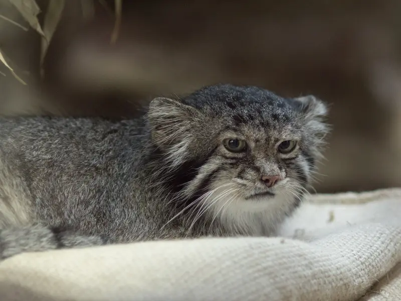 恩賜上野動物園のクリョンの写真