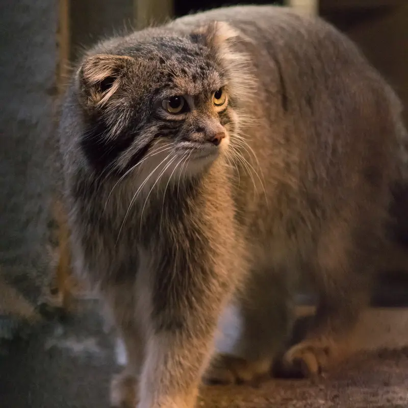 野毛山動物園のフィーガの写真
