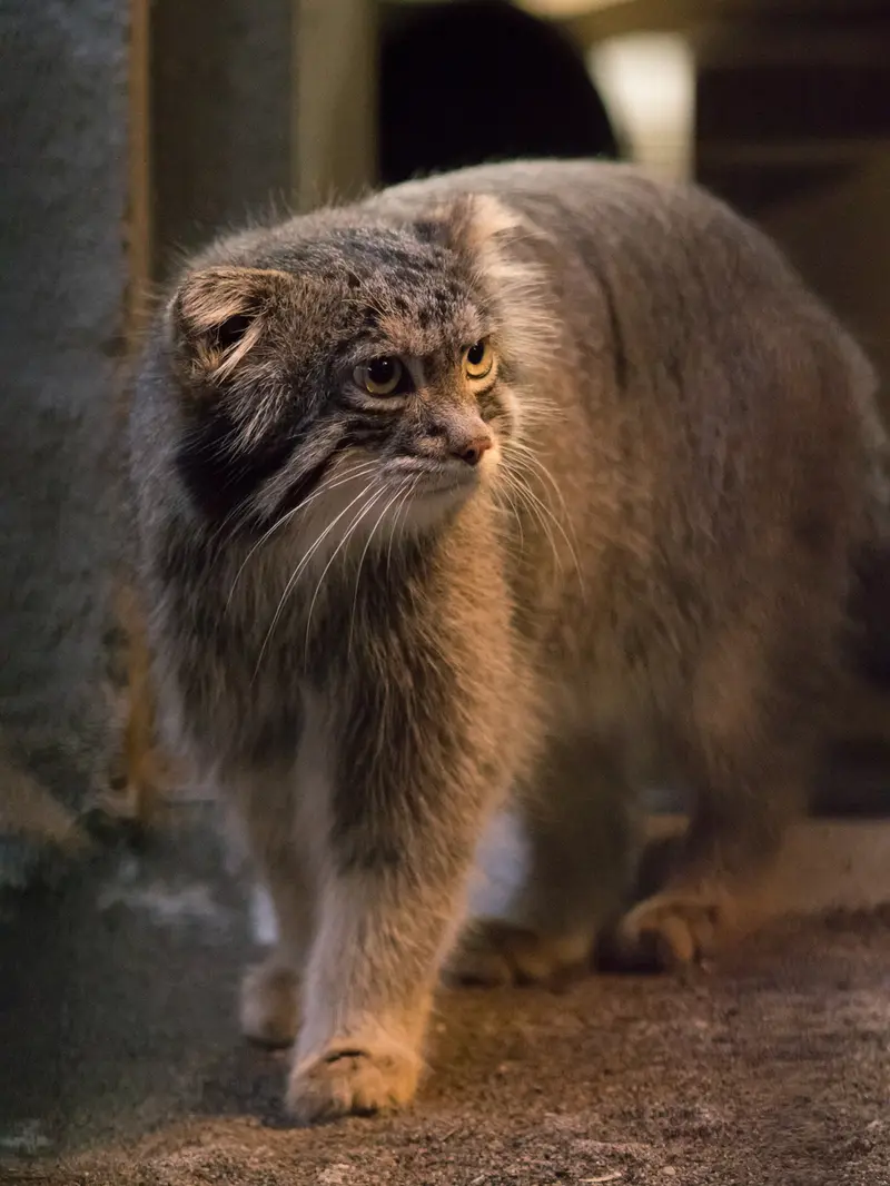野毛山動物園のフィーガの写真