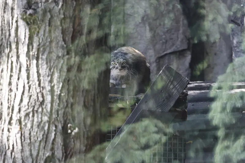 モスクワ動物園のティモフェイの写真