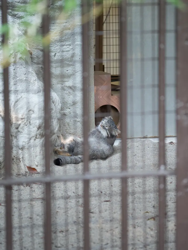 野毛山動物園のフィーガの写真