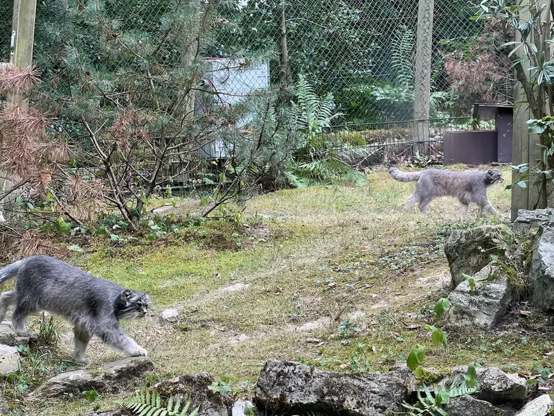 オペル動物園のフェイとバトゥの写真