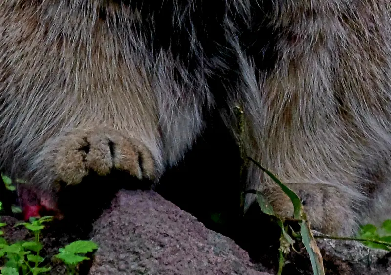 ブダペスト動物園・植物園のボフスの写真