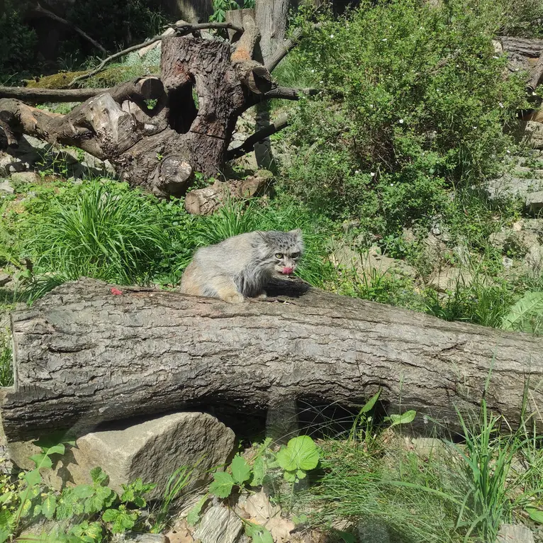 ヴロツワフ動物園のザリナの写真