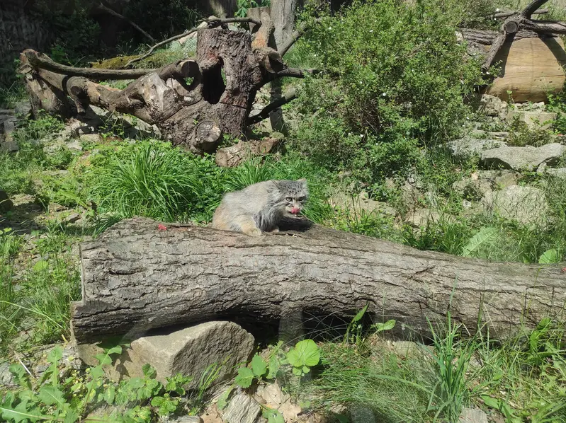 ヴロツワフ動物園のザリナの写真