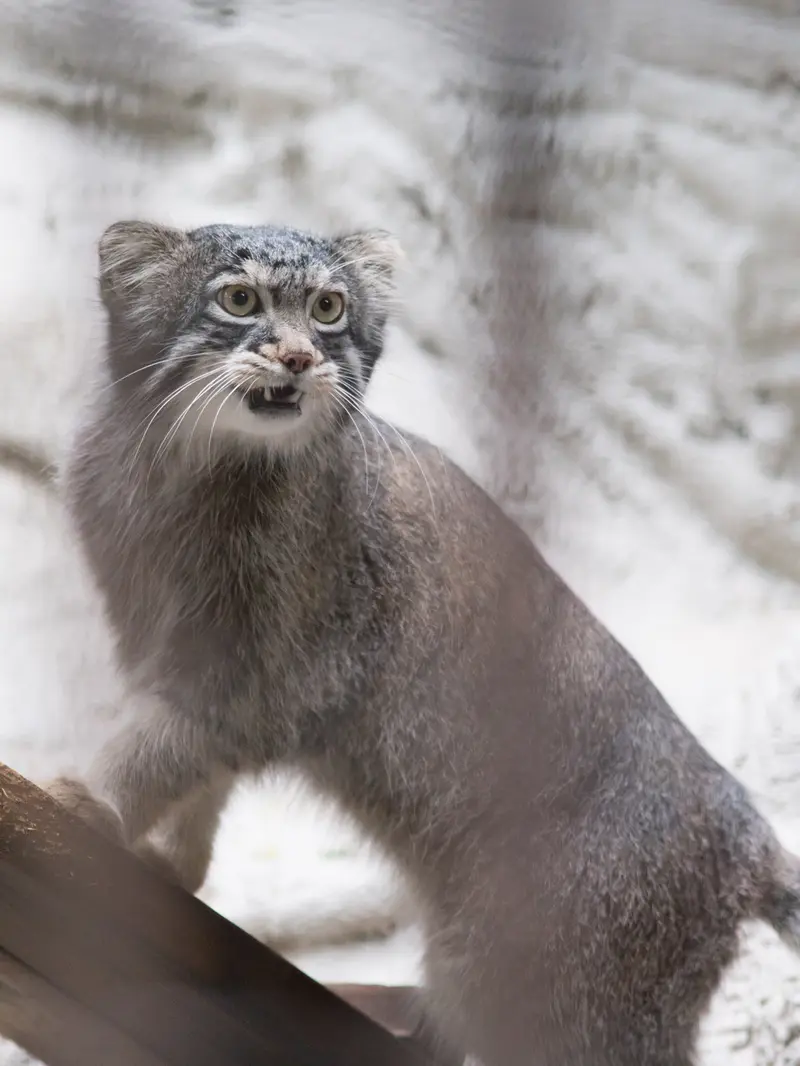 野毛山動物園のフィーガの写真