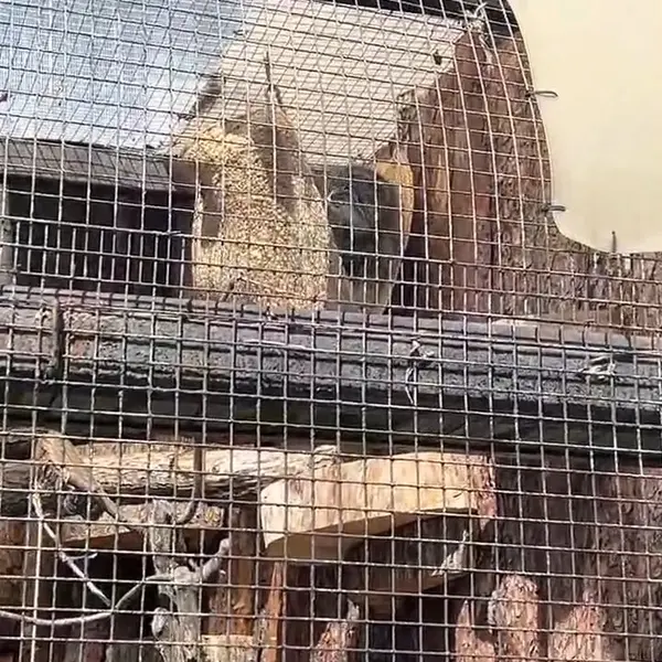 レニングラード動物園のマヌルネコの写真