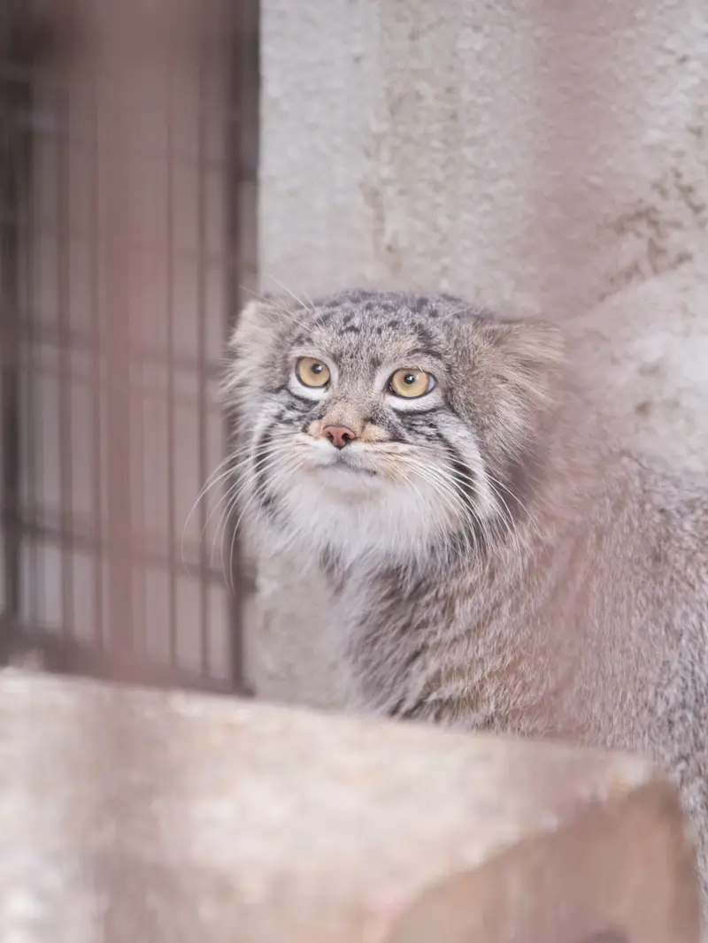 野毛山動物園のフィーガの写真