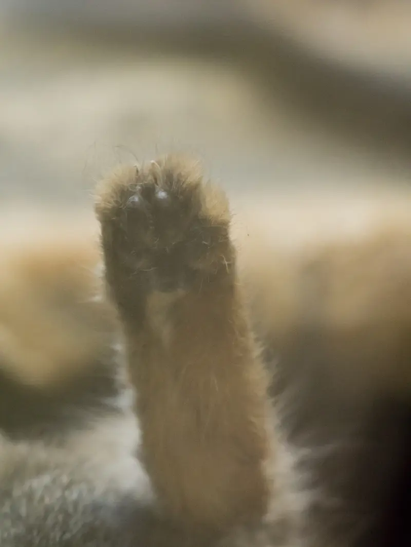 恩賜上野動物園のプリームラの写真