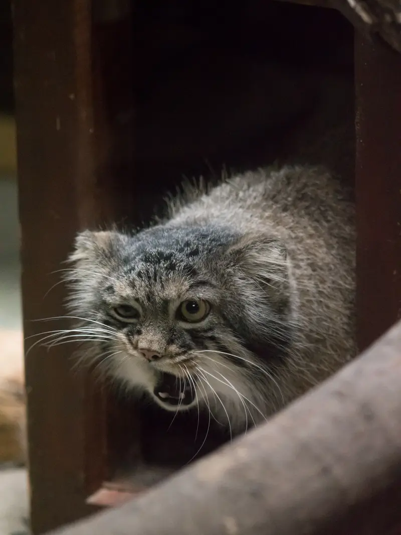 恩賜上野動物園のサフランの写真