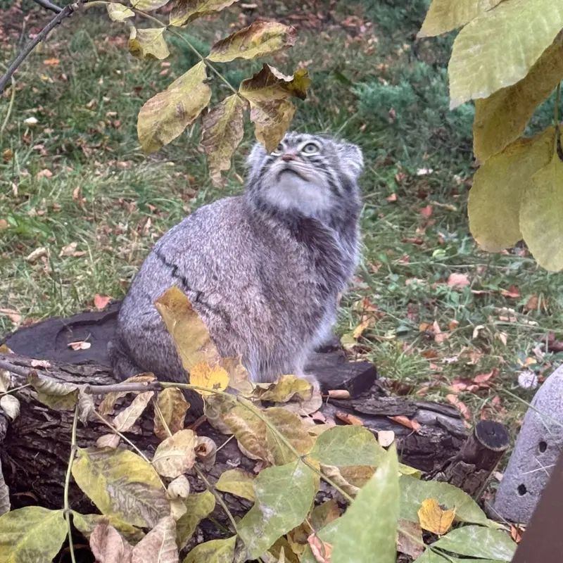 モスクワ動物園のティモフェイの写真