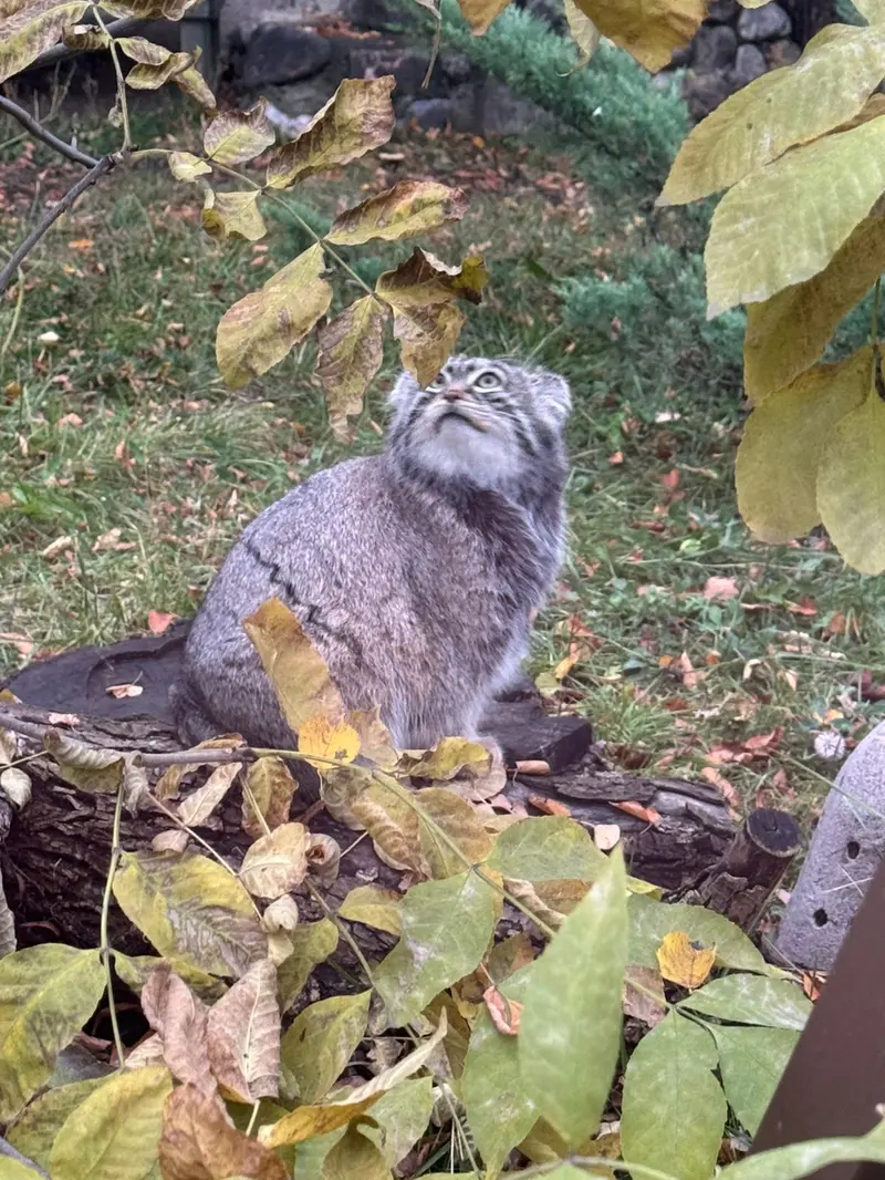 モスクワ動物園のティモフェイの写真
