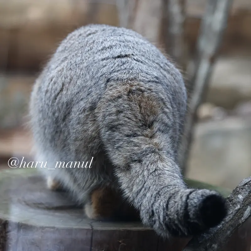 那須どうぶつ王国のナゴムの写真