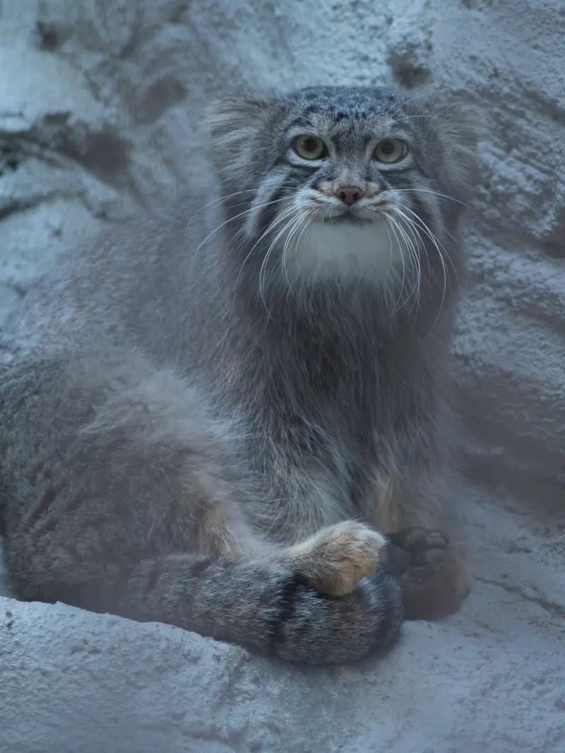野毛山動物園のフィーガの写真